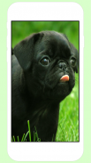 Puppy Wallpapers screenshot 2