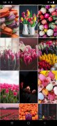 Tulpen Hintergrundbilder screenshot 3