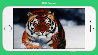 Wild Animals screenshot 3