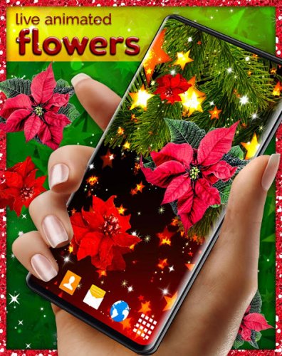 Sfondi Natalizi 4k.4k Christmas Flowers Poinsettia Live Wallpaper 6 4 2 Download Android Apk Aptoide