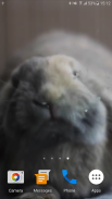 Rabbit Licks Your Screen LWP screenshot 2