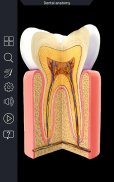 Dental  Anatomy screenshot 0