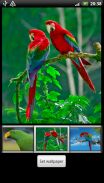 Parrots HD Live Wallpaper screenshot 4