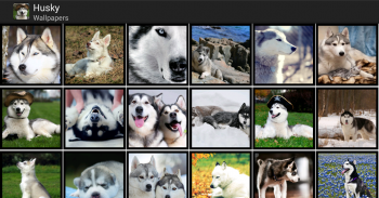 Husky - HD Wallpapers screenshot 4