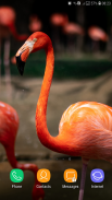 Flamingo wallpaper screenshot 13