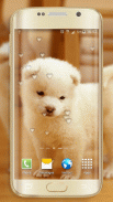 Cute Dogs Live Wallpaper screenshot 1