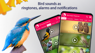 Kuş şarkıları: Zil Sesleri screenshot 6