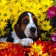 Dogs Jigsaw Puzzles screenshot 5