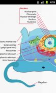 Human Physiology screenshot 3