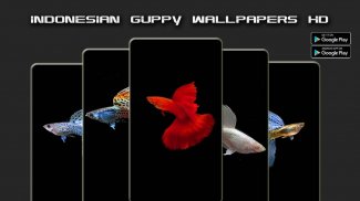 Nusantara Guppy Wallpapers HD screenshot 2