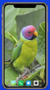 Parrot Wallpaper HD screenshot 2