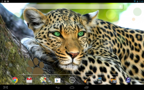 Leopard Live Wallpaper screenshot 2