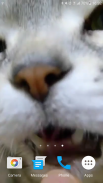 Kitty Licks Screen screenshot 7