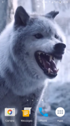 Wolf Video Live Wallpaper screenshot 3