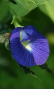 Butterfly Pea Wallpaper screenshot 6