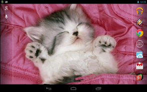 Sleeping Kitty 3D Wallpaper screenshot 2