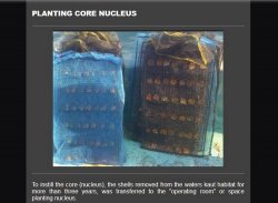 cultured pearl oysters screenshot 6