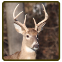 Whitetail deer calls sounds