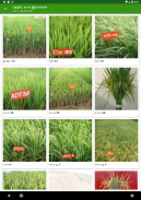 Paddy Varieties screenshot 0