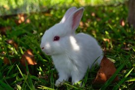 Beautiful and cute bunny puzzle - free screenshot 9