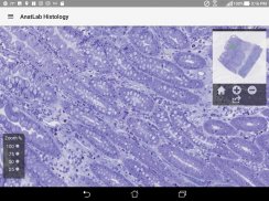 AnatLab Histology screenshot 8