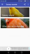 Canary Singing screenshot 0