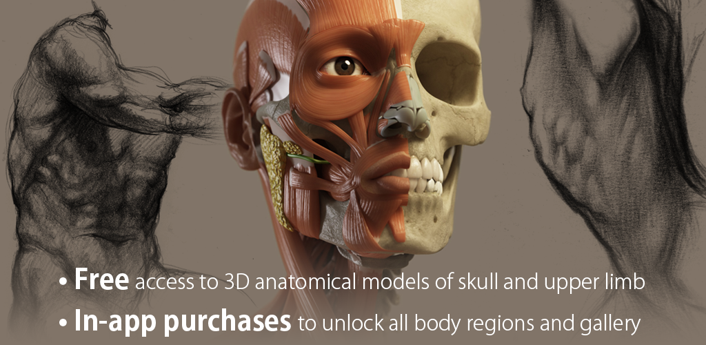 Learn anatomy 3d. 3д Anatomy for the artist. Анатомия для художников приложение ПК. Приложение 3d анатомия для компьютера. Catfish animation Studio.