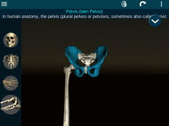 Osseous System in 3D (Anatomy) screenshot 22
