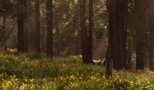 Forest Wallpapers HD (backgrounds & themes) screenshot 6