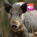 Wildschwein: Geräusche &Rufe