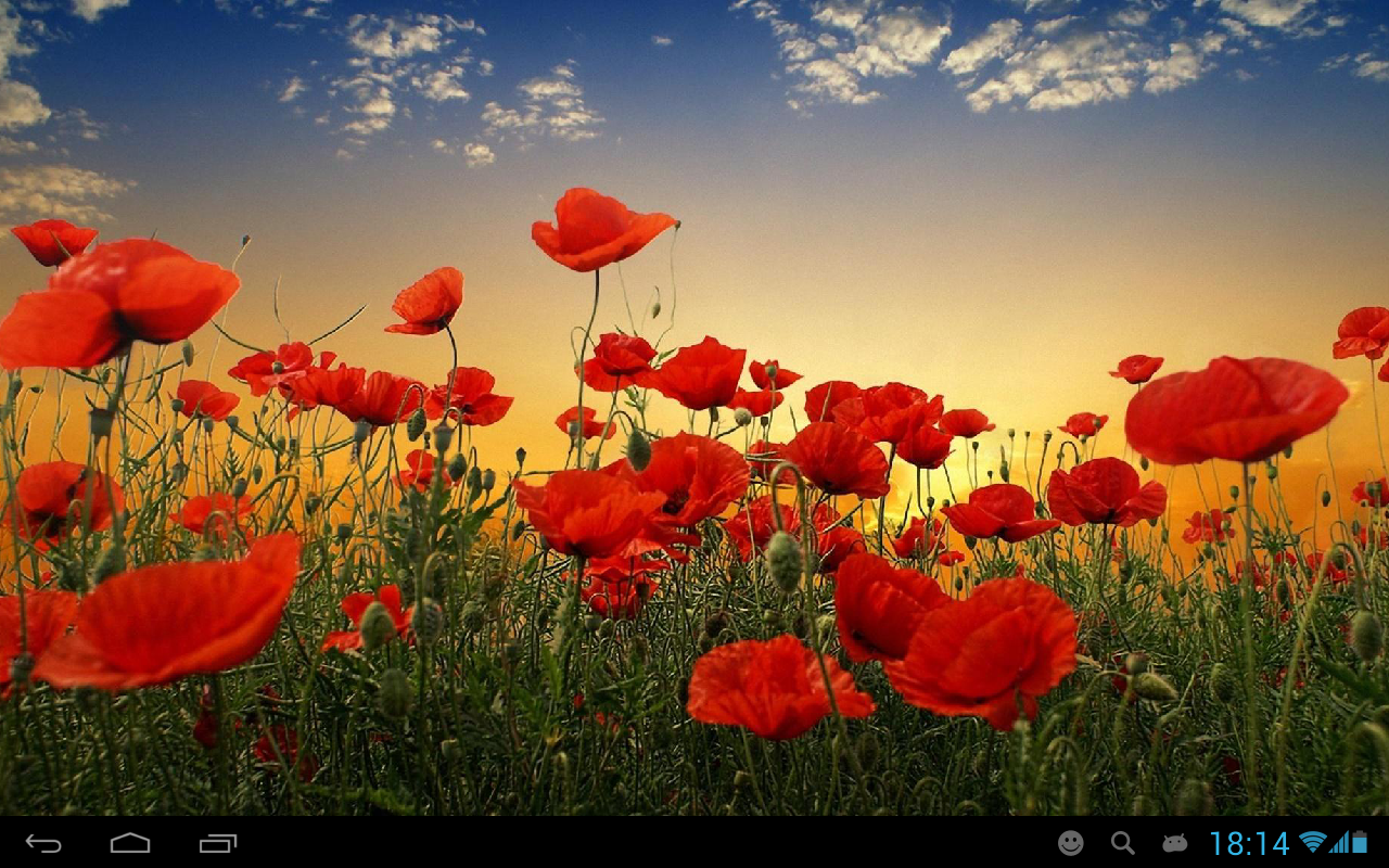 Poppies live wallpaper - APK Download for Android | Aptoide