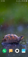 Turtle Wallpaper screenshot 6