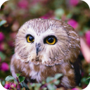 Owl HD Wallpaper