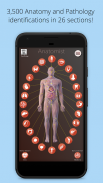 Anatomist - Anatomia Quiz Gioco screenshot 4