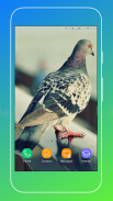 Pigeon Wallpaper screenshot 3