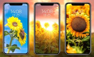 Sunflower Wallpapers screenshot 2