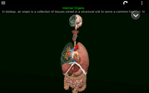 Internal Organs in 3D (Anatomy) screenshot 8