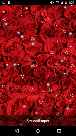  Gambar  Kumpulan Gambar  Bunga  Mawar  Hd  Wallpaper Desain 