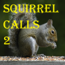 Squirrel Calls 2 Icon