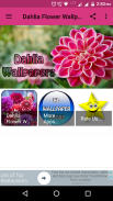 Dahlia Flower Wallpaper Hd screenshot 0