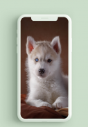 Husky Puppies Wallpaper HD screenshot 3