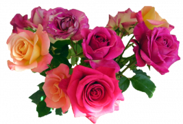 Wonderful Flowers Roses images Gif screenshot 10