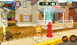 Pomeranian Dog Simulator screenshot 11