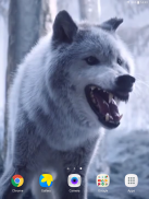 Wolf Video Live Wallpaper screenshot 7