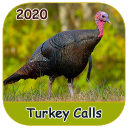 Turkey Calls 2020