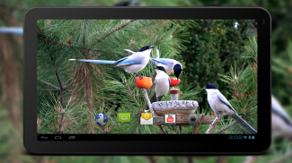 4K Garden Birds Video Live Wallpaper screenshot 4