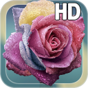 Raindrops Rose Live HD Icon