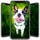 Boston Terrier Wallpaper