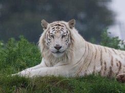 White Tiger Live Wallpaper (Backgrounds) screenshot 2