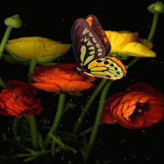 Yellow Butterfly Flowers LWP screenshot 3